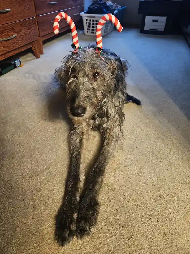 A shaggy, long-legged dog with greyish fur lies on a beige carpet, looking directly at the camera with a slightly weary…