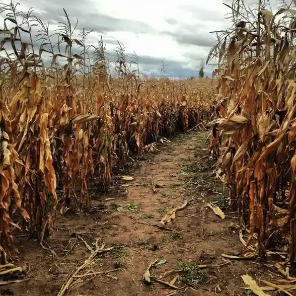 A dirt path winds through rows of dried, brown cornstalks under a cloudy sky. Overlaid text reads: 'i'm not lazy, i'm in…