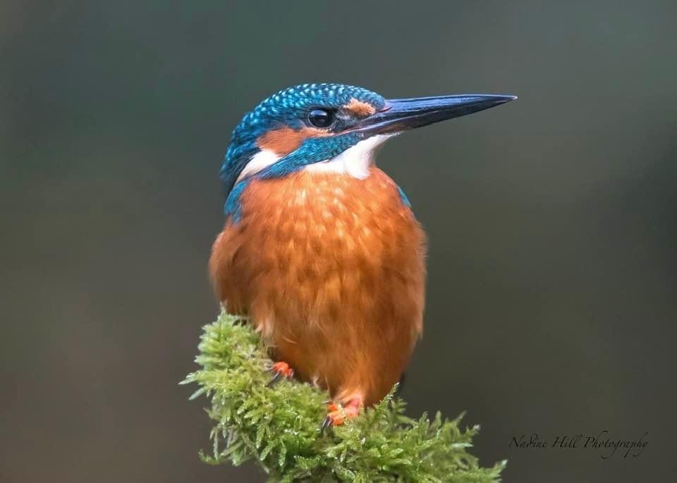 A vibrant kingfisher bird with blue head and orange chest perches on a mossy branch against a blurred background. The image…