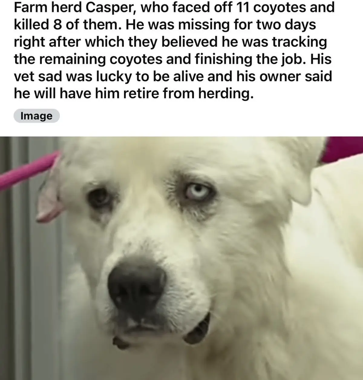 A close-up photo of a white dog with one blue eye and one brown eye, looking directly at the camera with a weary, sad…