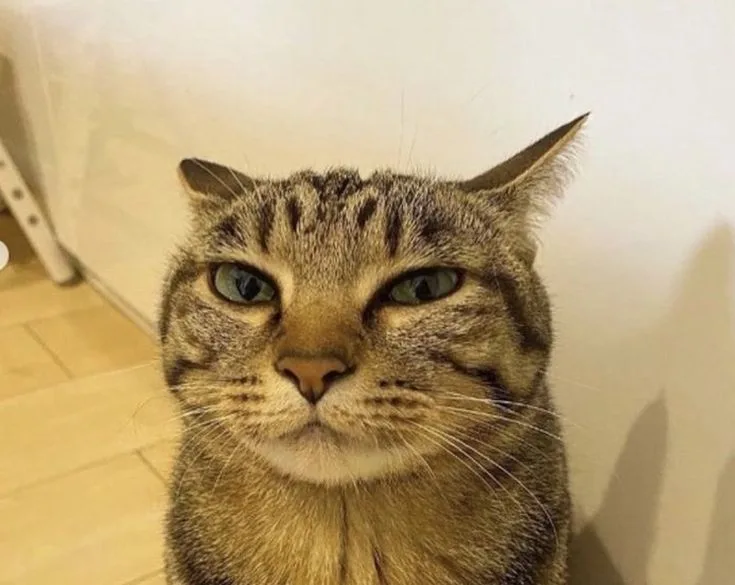 A close-up photo of a tabby cat with a stern, unimpressed facial expression, looking directly at the camera. The cat has…