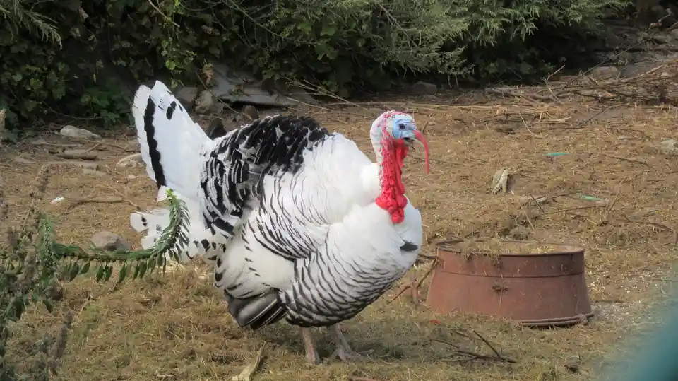 A large male turkey with white and black feathers stands in a dry, grassy area near a rusty metal feed trough. The turkey…
