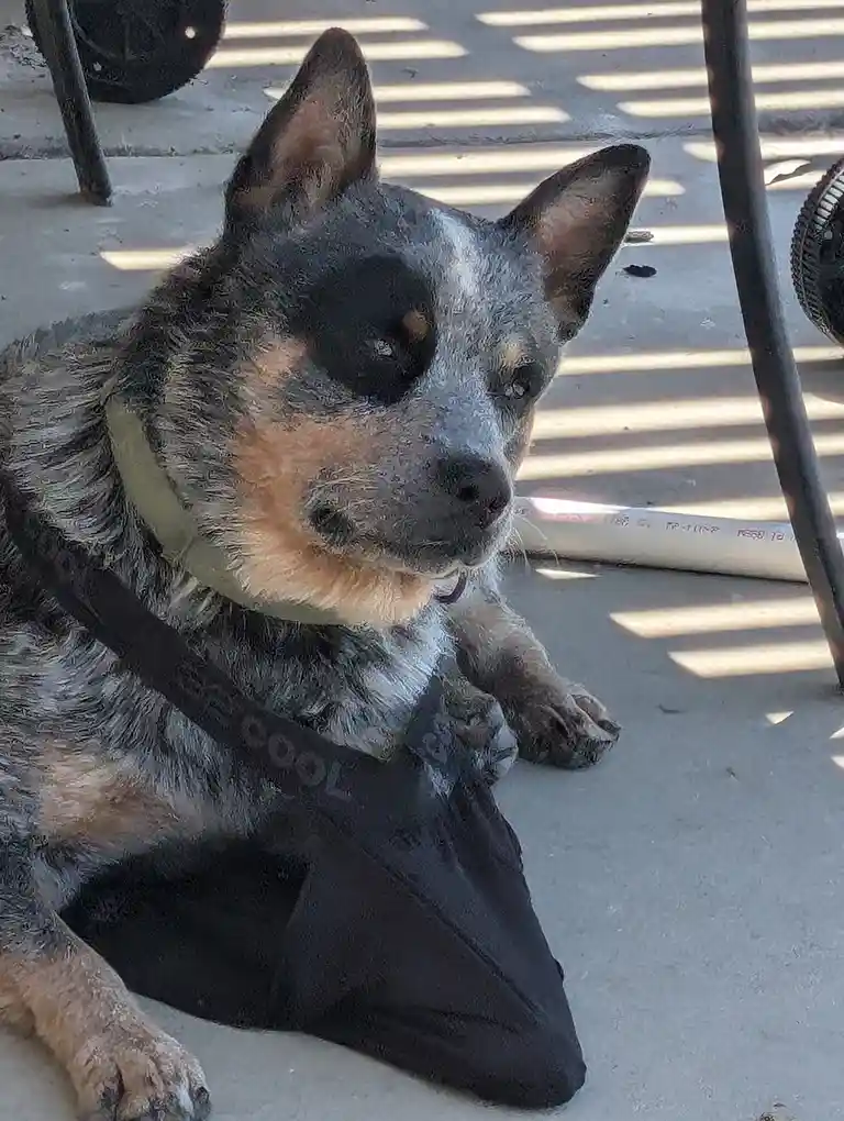 A blue heeler dog with a mottled grey and tan coat lies on a concrete patio, looking directly at the camera with a calm…