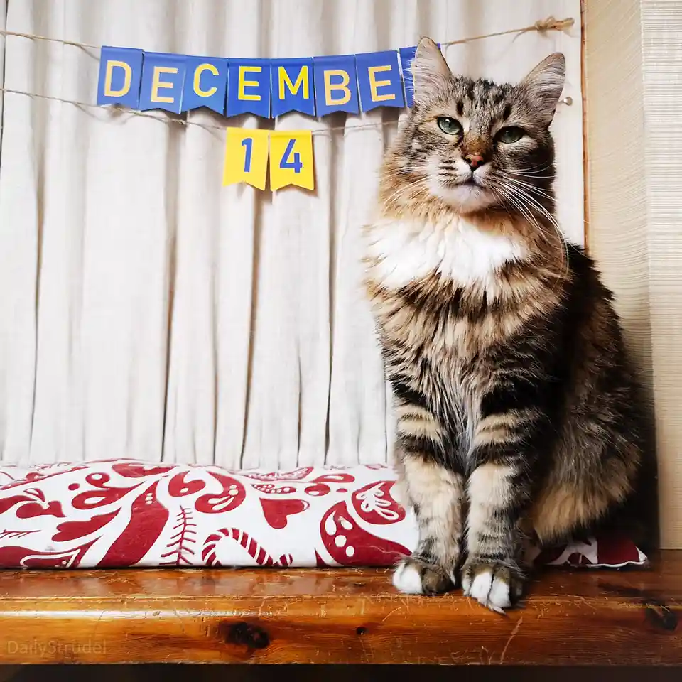 A fluffy tabby cat with green eyes sits regally on a wooden surface, looking directly at the camera with a serious…