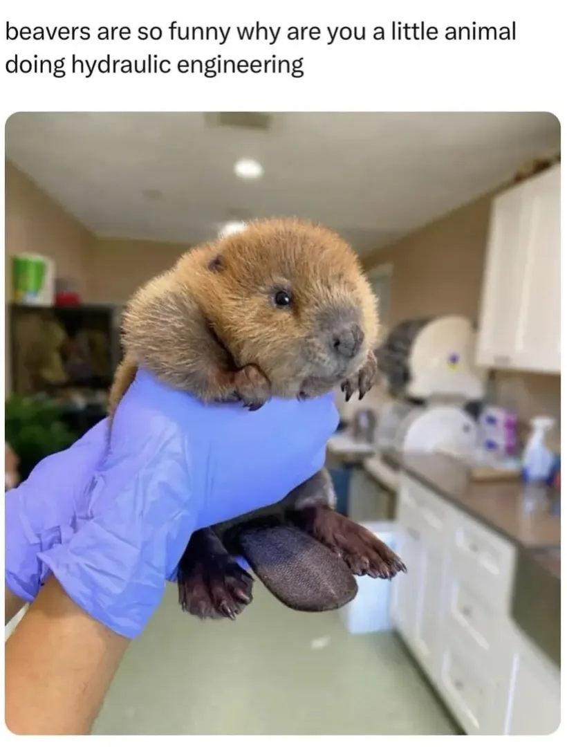 A small, brown-furred beaver pup is being held gently in a person's hand wearing a blue disposable glove. The beaver has…