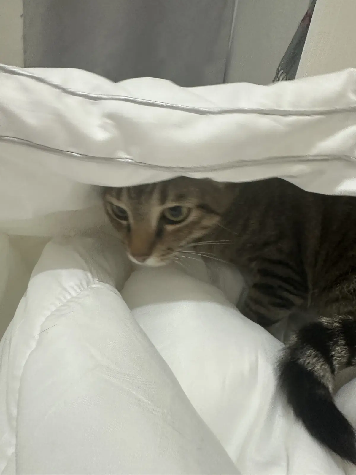 A tabby cat with green eyes peeks out from under a white comforter, looking directly at the camera with a wary expression…