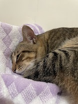 The Cat Returns: A Feline Favorite