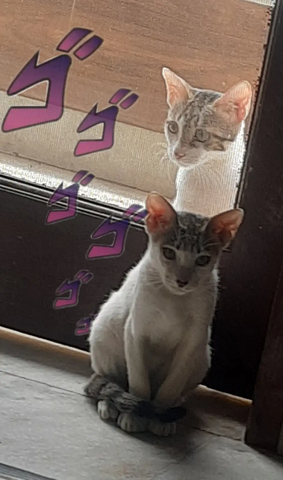 A grey and white cat with large ears sits on a wooden floor, looking directly at the camera. Behind it, a fainter, ghostly…