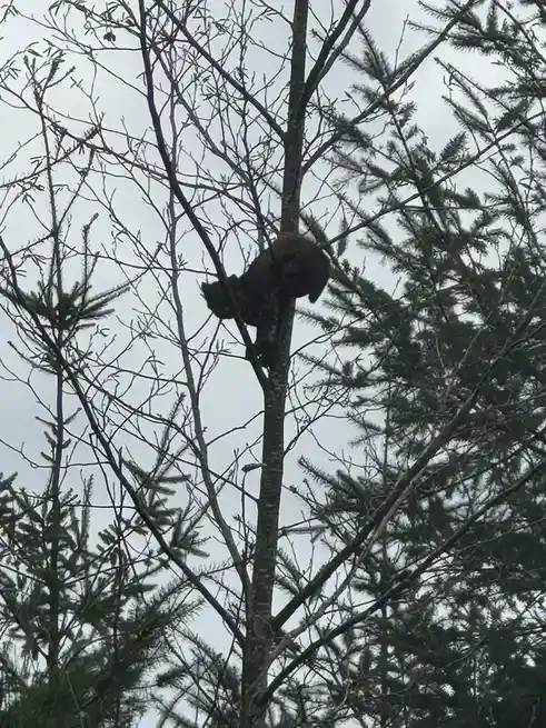 A small, dark-furred animal, likely a cat, is perched high up in a bare tree trunk against a cloudy sky, surrounded by…