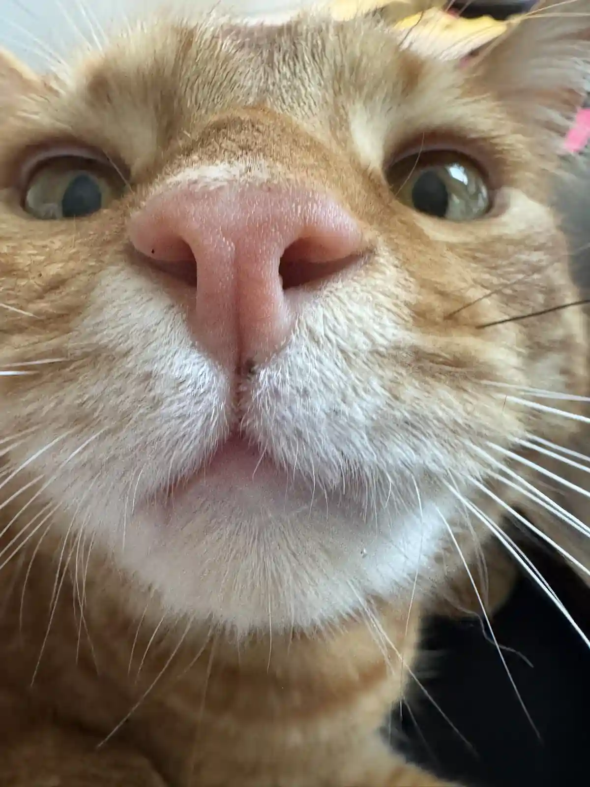 A close-up photo of an orange tabby cat's face, looking directly at the camera with wide, slightly startled eyes. The cat…