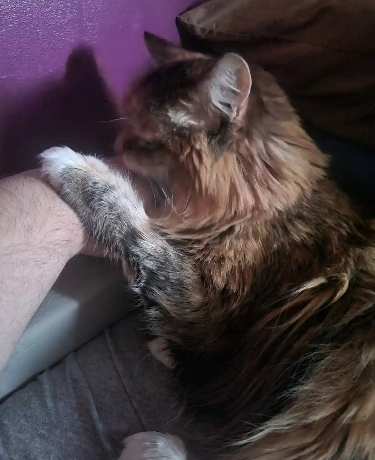 A long-haired, fluffy brown and white cat is curled up and sleeping soundly while resting its paw on a person's arm, which…