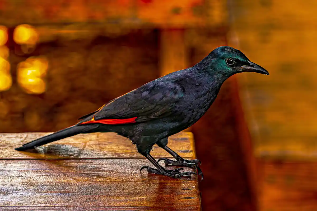 A black bird with a distinct red stripe on its wing perches on a wooden surface against a warm, blurred background. The…
