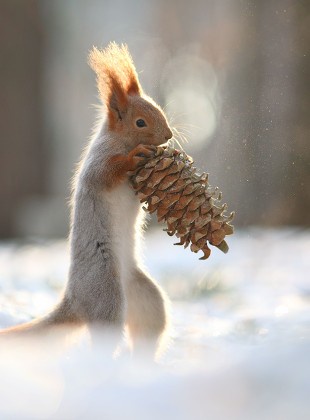 A red squirrel stands upright in a snowy landscape, holding a large pinecone with both paws. The squirrel’s fur is fluffy…