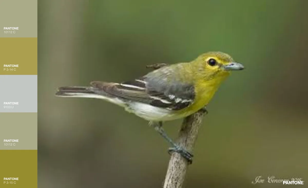 A small yellow-breasted bird perched on a branch is shown next to a vertical color swatch panel labeled with Pantone codes…