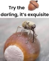 A close-up photo shows a small, brown weevil insect perched on a round, brown acorn. The acorn has a white, powdery…