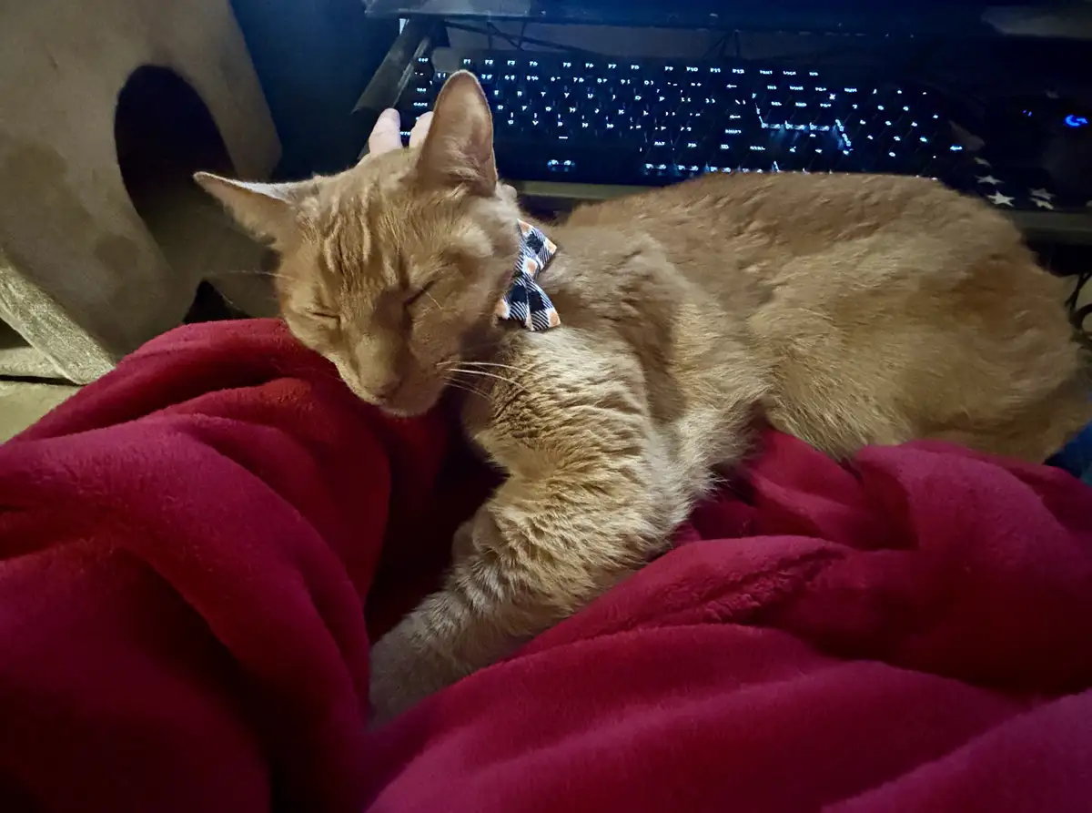 A ginger cat with a patterned bowtie is sleeping soundly on a red blanket, with a person's hand gently stroking its head. In…