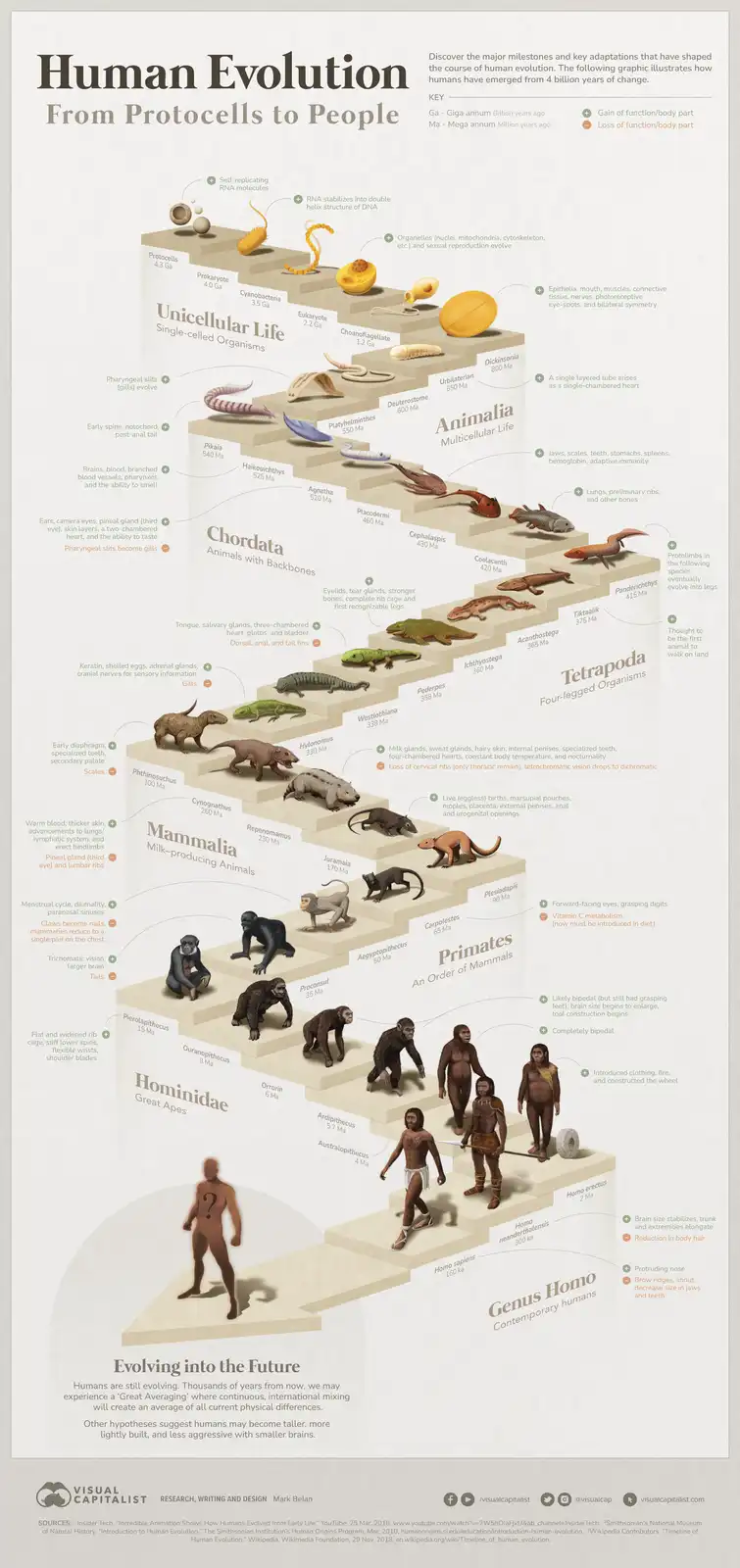A detailed infographic titled 'Human Evolution From Protocells to People' visually depicts the evolutionary timeline from…
