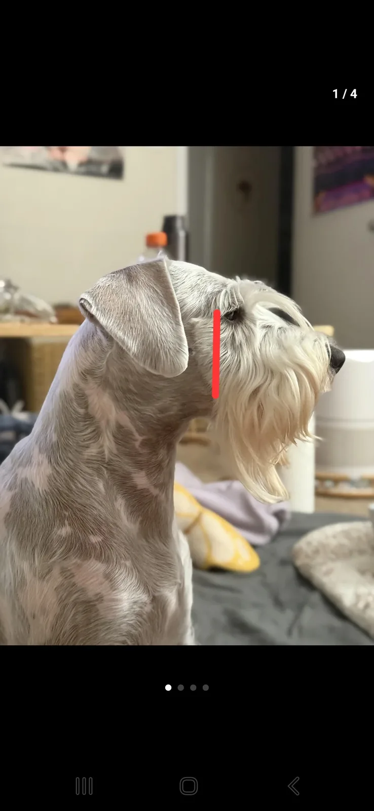 A close-up photo of a dog with a shaved neck and long hair on its head, looking sideways. A red vertical line is drawn over…