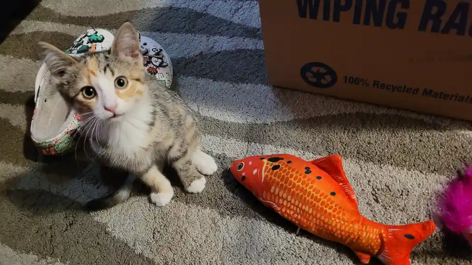A small calico kitten with wide, innocent eyes sits on a striped carpet next to a colorful fish-shaped plush toy and a…