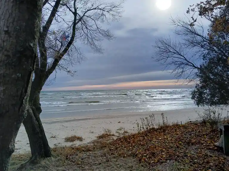 A photo of a beach scene with autumn leaves on the ground, bare trees framing the view, and a kite tangled in the branches…