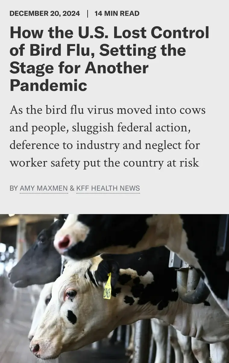 An article headline about bird flu spreading to cows and people is overlaid on a photo of several black-and-white cows in a…