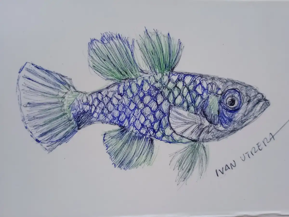 A hand-drawn sketch of a fish with blue and green coloring, detailed scales, and fins, signed 'ivan vitera' in the bottom…