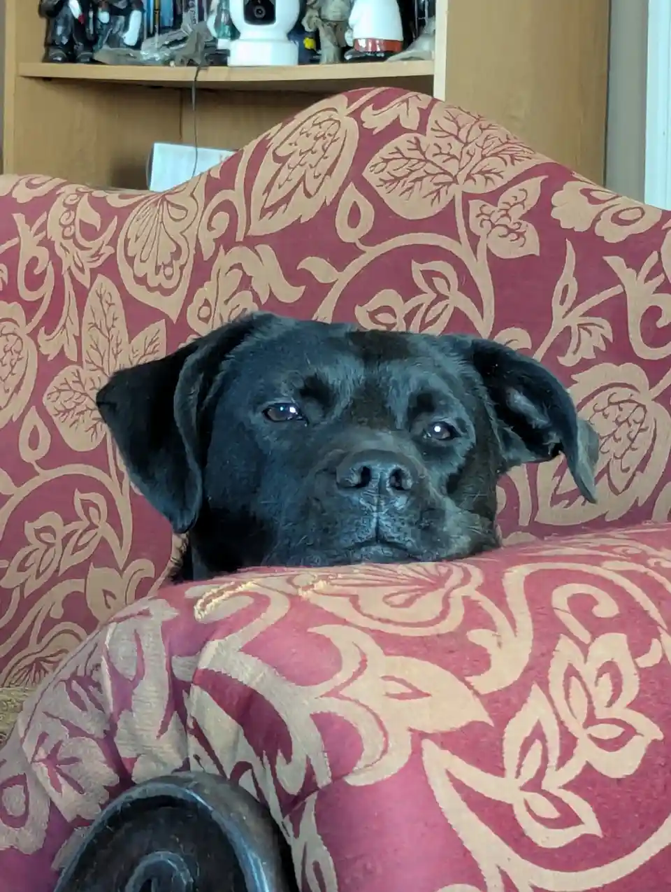 A black dog with droopy ears and a soulful, slightly weary expression rests its head on the arm of a red and gold patterned…