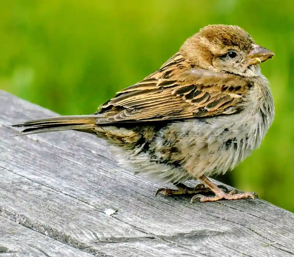 A small brown and gray sparrow perched on a weathered wooden surface with a blurred green background, looking slightly…