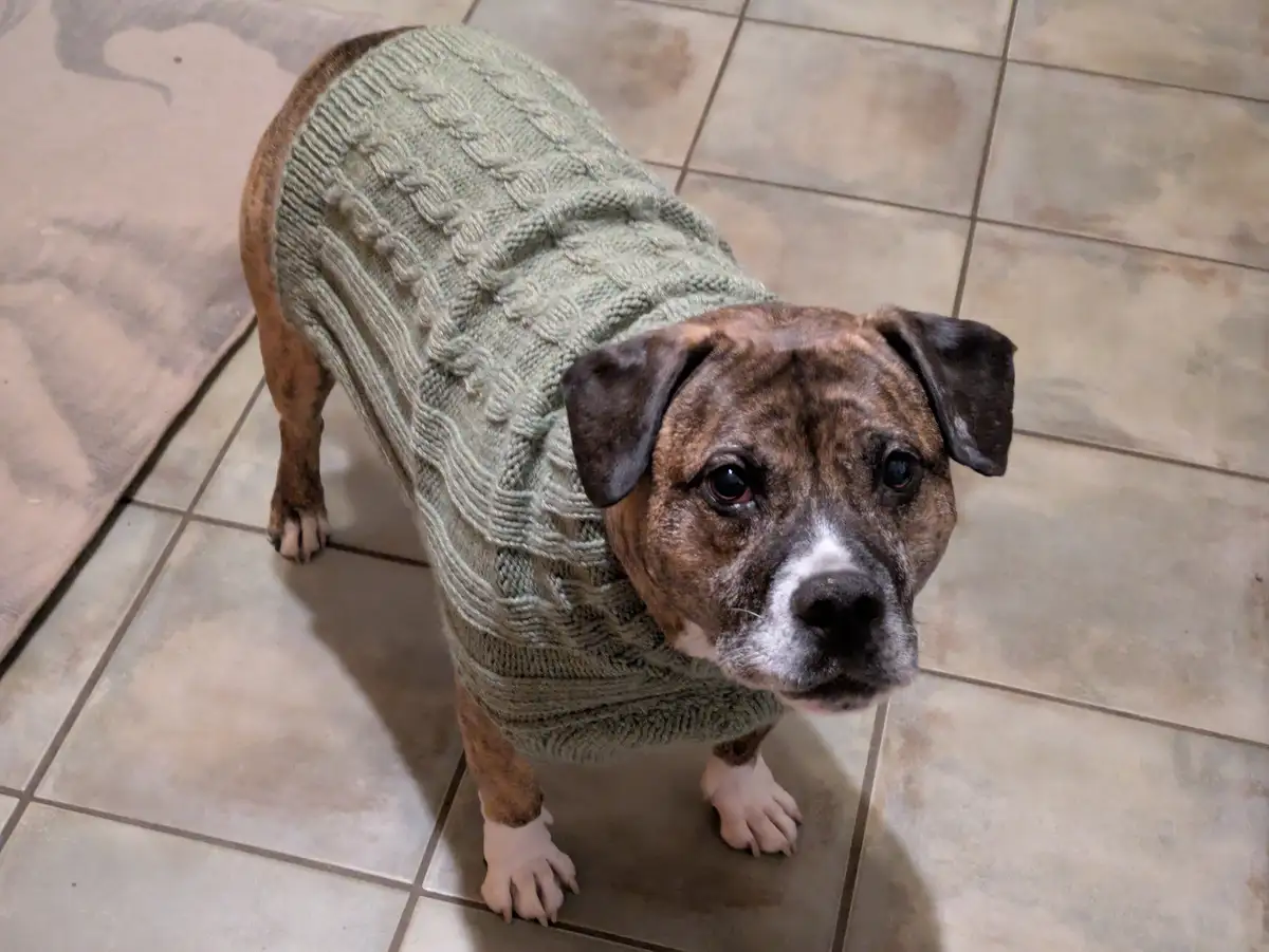A brindle dog with a white muzzle and dark eyes stands on a tiled floor, wearing a light green cable-knit sweater that…