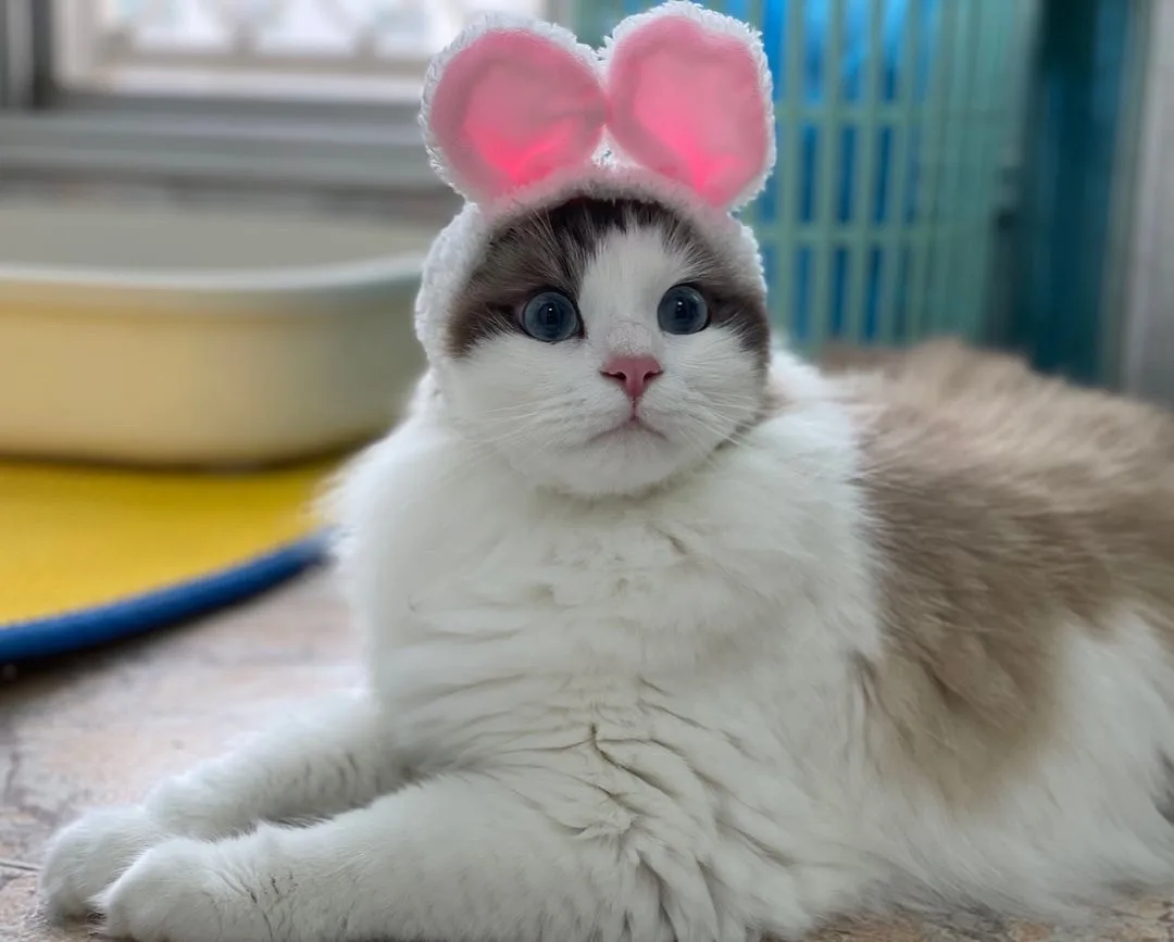 a fluffy white and brown cat with large blue eyes is lying down indoors, wearing a pink fluffy bunny ear headband. The cat…