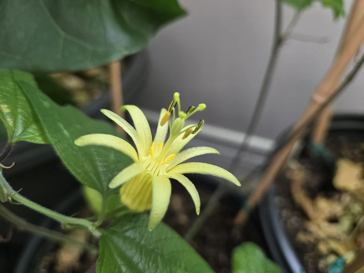 A close-up photo shows a pale yellow passionflower with green leaves and stems, growing in a pot. The overlaid text reads…