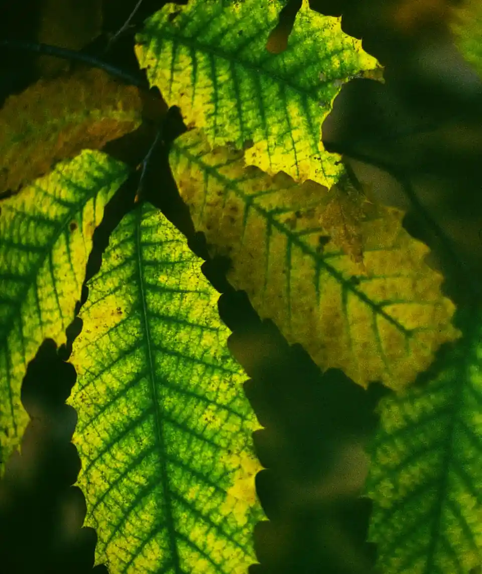 A close-up photograph shows several translucent leaves, mostly green and yellow, backlit by sunlight, revealing their…