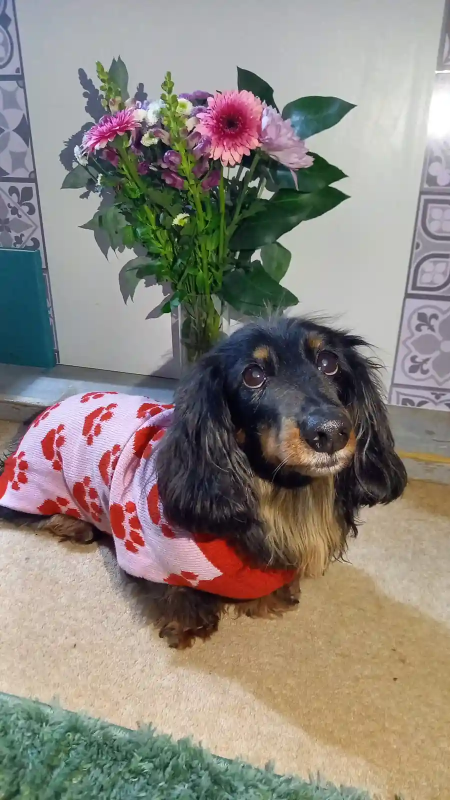 A long-haired dachshund wearing a pink sweater with red paw prints sits on a beige carpet, looking up with wide, pleading…