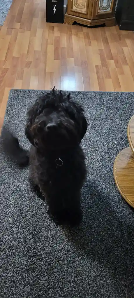 A black, curly-haired dog sits on a gray rug indoors, looking up at the camera with its face partially obscured by fur. The…