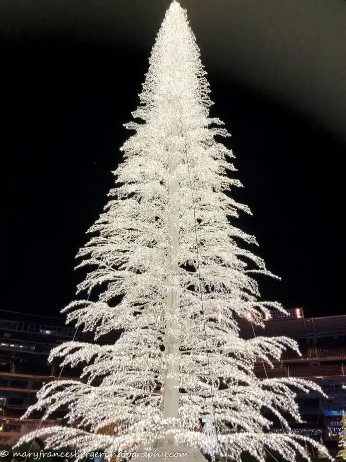 A tall, conical tree covered in bright white lights stands against a dark night sky, with stadium seating visible in the…