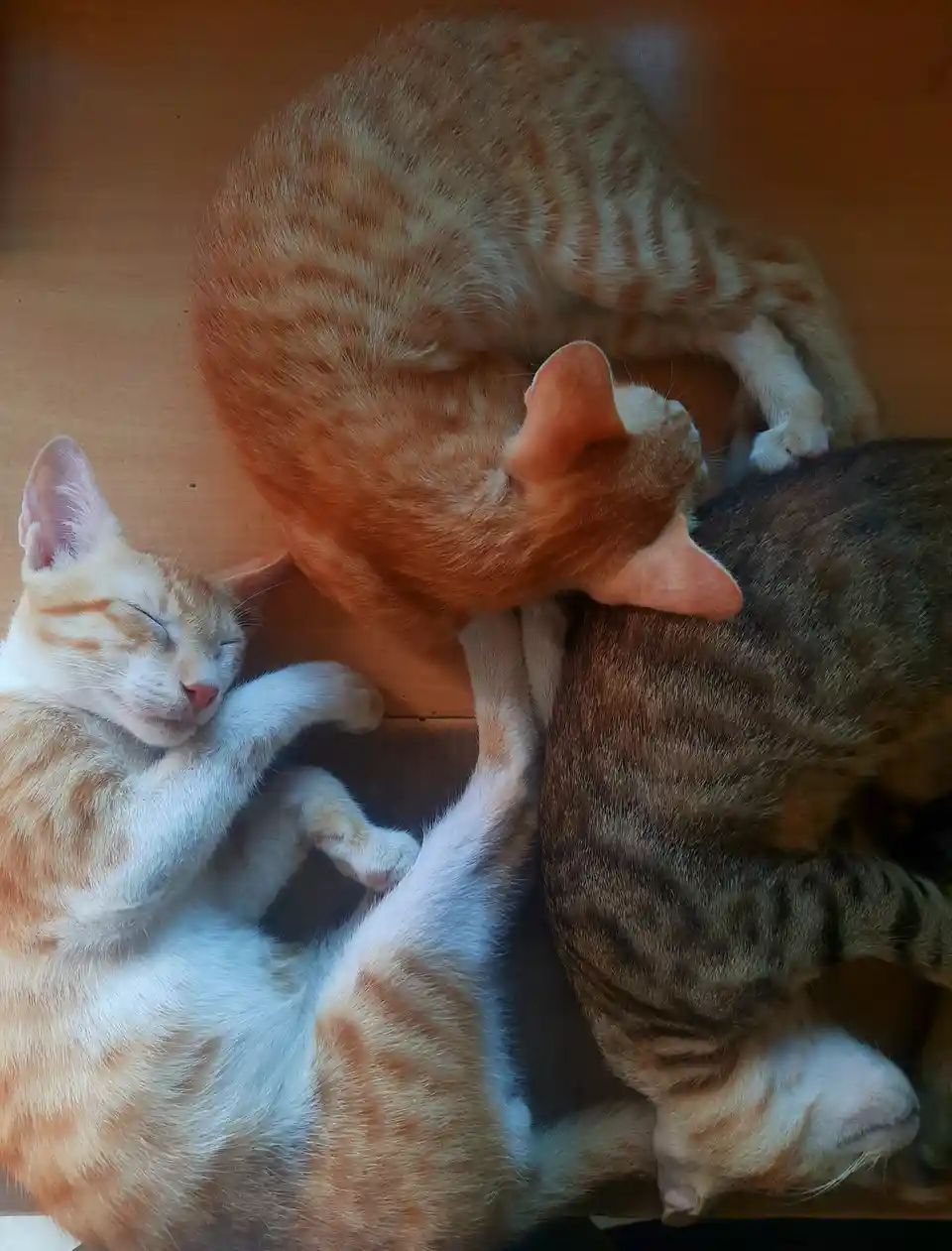 Three cats are curled up together on a wooden surface, appearing deeply asleep. One orange tabby is curled around a darker…