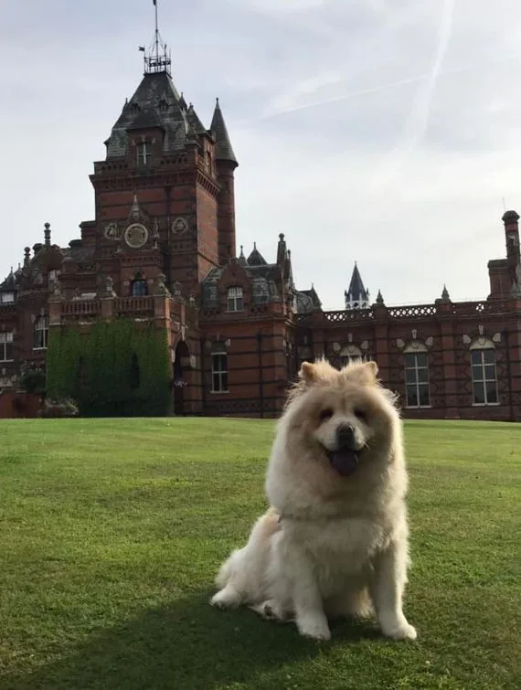 A fluffy, light-colored Chow Chow dog sits proudly on a green lawn in front of a large, ornate red brick mansion with…