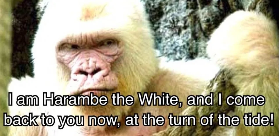 A close-up image of a white-furred gorilla with a serious, intense expression, looking directly at the viewer. The gorilla's…