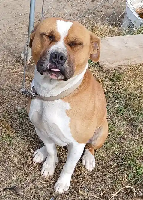 A brown and white dog with a tan collar sits on dry grass in front of a chain-link fence, eyes squinted shut and tongue…