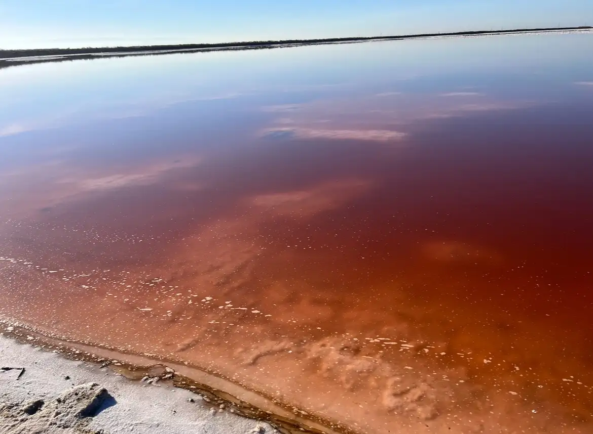 Discovering the Salt Ponds in Alviso, CA