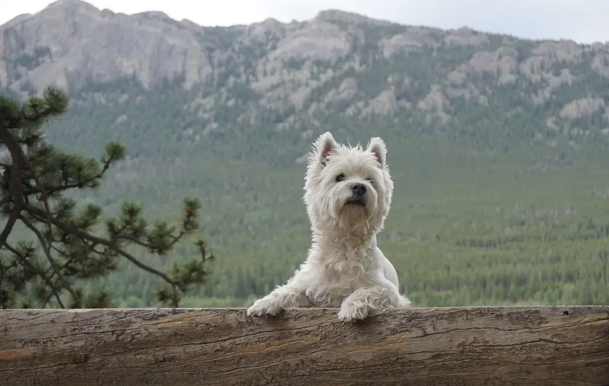 A fluffy white West Highland Terrier sits atop a weathered wooden railing, gazing forward with a serious expression. Behind…