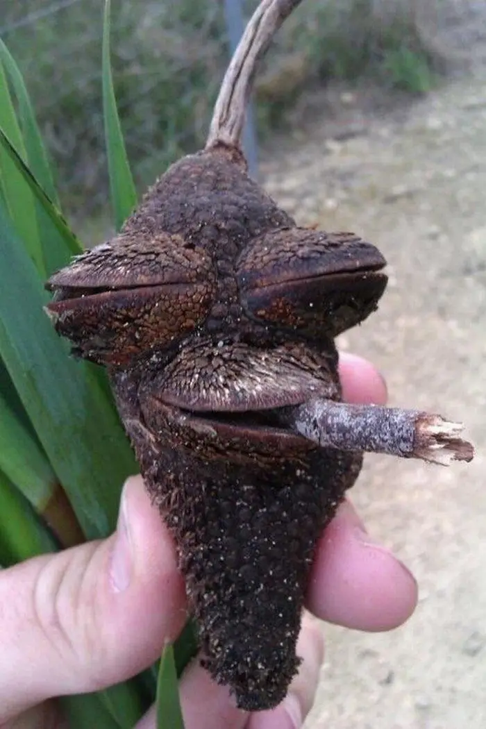 a hand holds a brown, textured plant pod that resembles a face with angry eyes and a mouth, with a small twig protruding…
