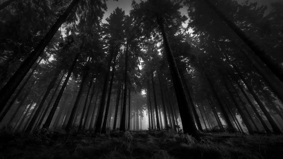 A black-and-white photograph shows a dense, misty forest with tall, dark trees stretching upward toward a dim, overcast sky…