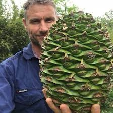 A man in a blue work shirt holds a large, green pine cone directly in front of his face, obscuring most of it. The pine cone…