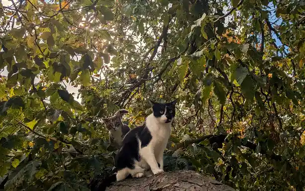 Two cats sit atop a thick tree branch surrounded by dense green and yellow leaves, looking down at the camera. The…