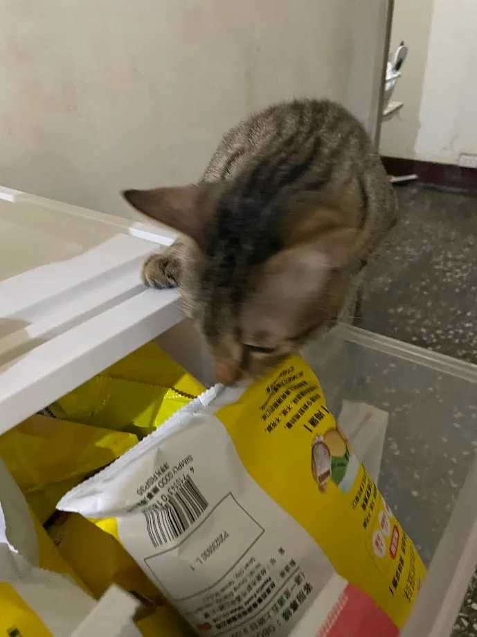 A tabby cat is leaning over the edge of a white plastic storage bin, intently licking or biting into a yellow snack bag with…