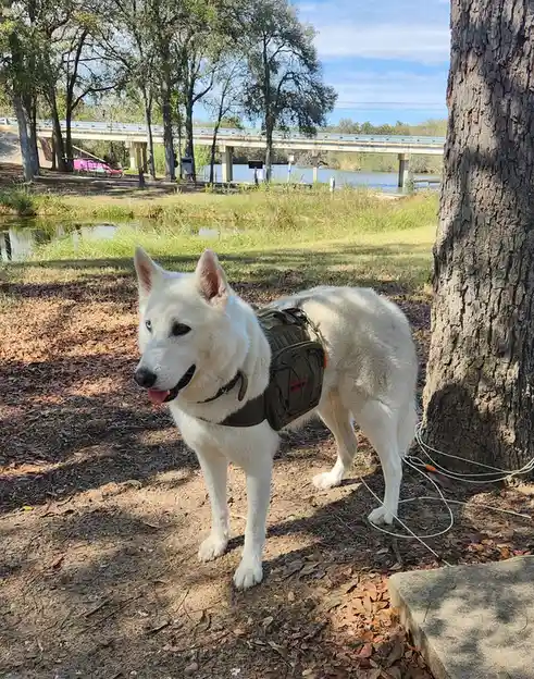 A white dog, likely a German Shepherd mix, stands outdoors near a tree wearing a tactical-style harness with a pouch. The…