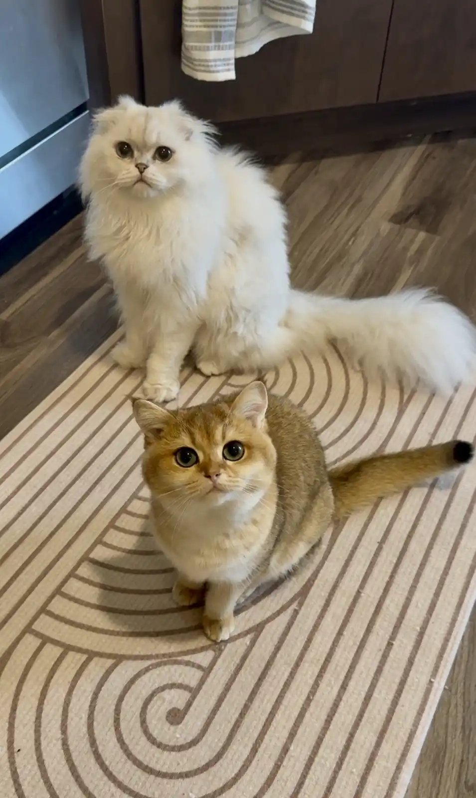 Thanksgiving Greetings from Fred and Lil Mits!