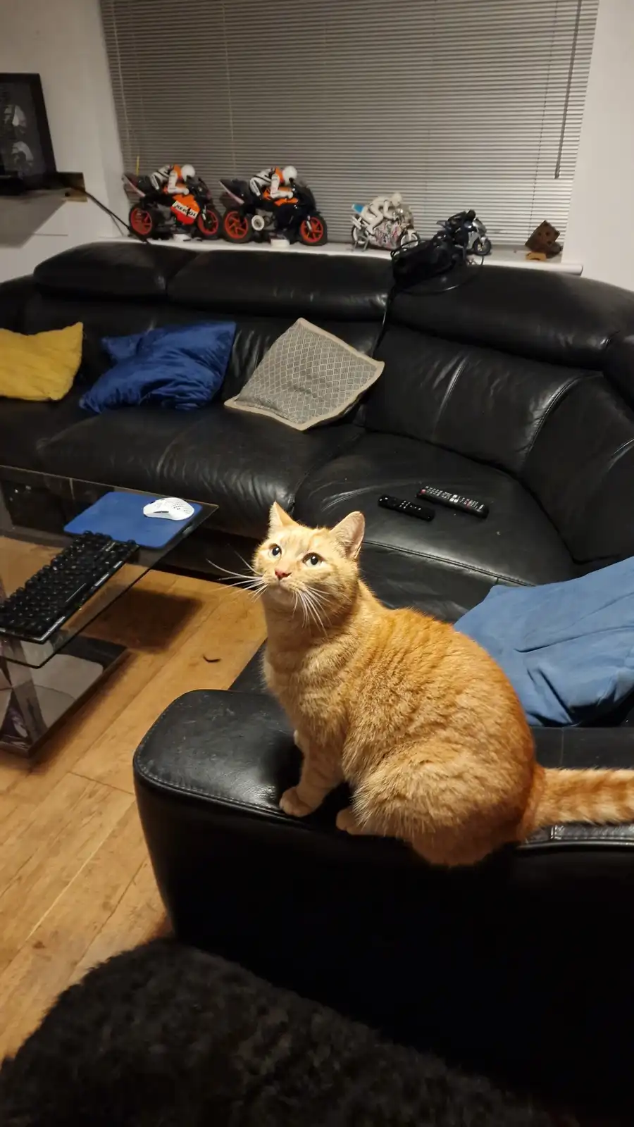 Adorable Cat Moments