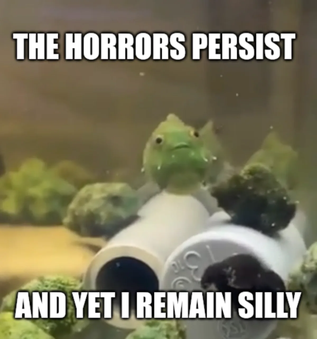 A green fish with a droopy, unimpressed expression stares out from inside a white PVC pipe structure in an aquarium…